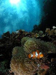 Close focus wide angle with a clown fish and sun at Walea by Cipriano (ripli) Gonzalez 